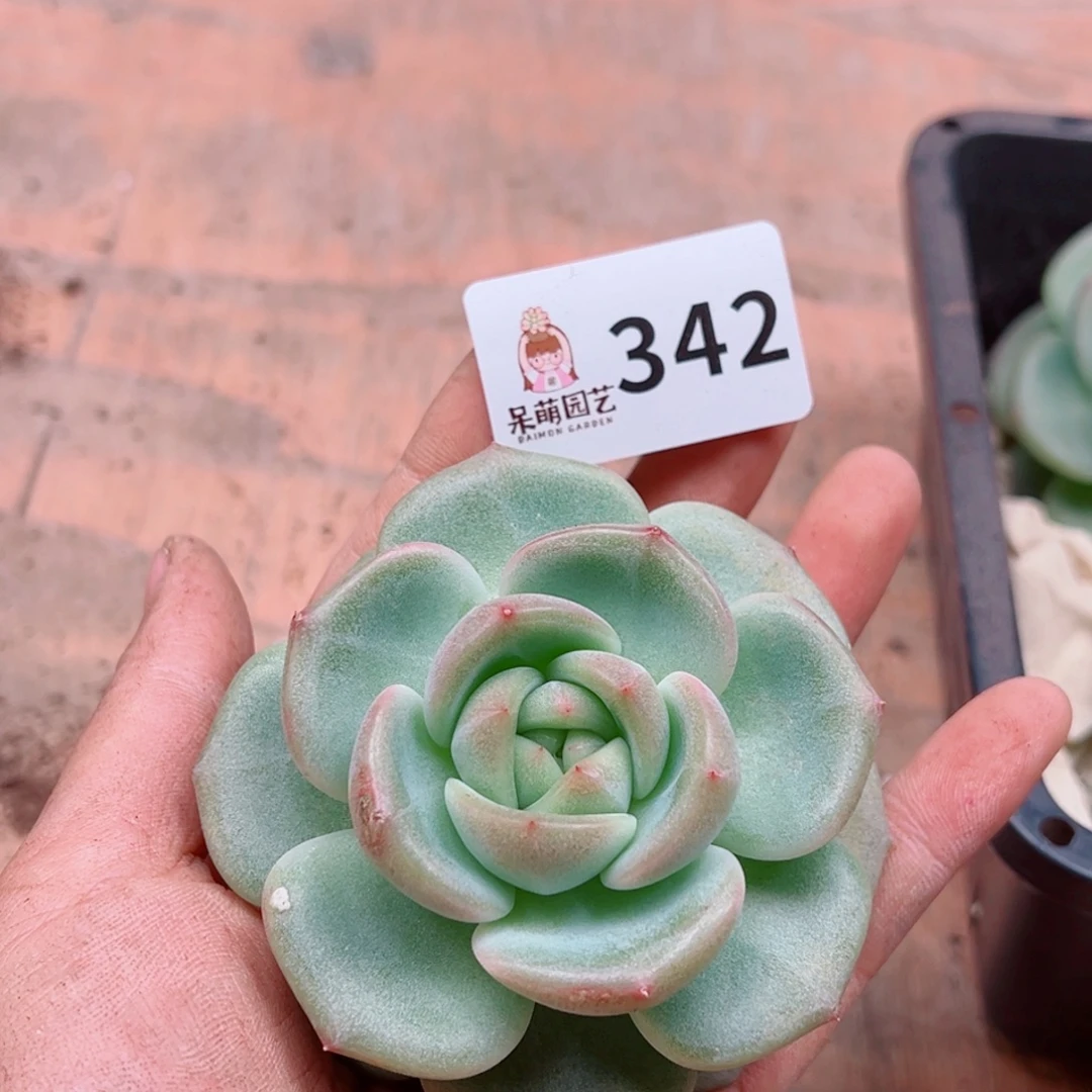 大***妮多肉植物多肉植物