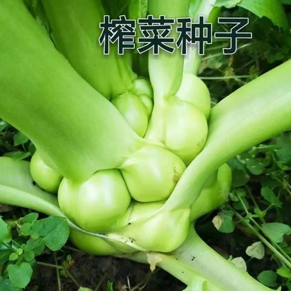 【涪陵榨菜种子】籽耐寒高产肥厚脆嫩榨菜头芥菜菜园蔬菜种子大全