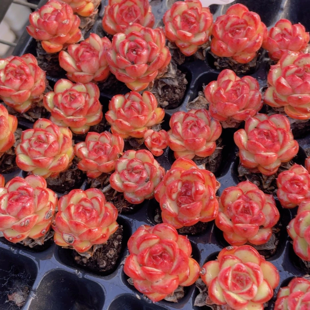 1111号 开播福利老桩咱宝龙五颗