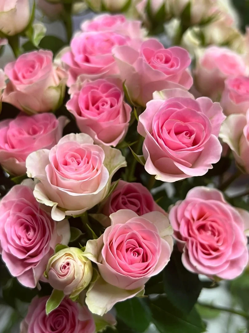 BC级心情玫瑰云南昆明直发