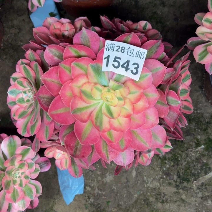 1543女巫多肉植物