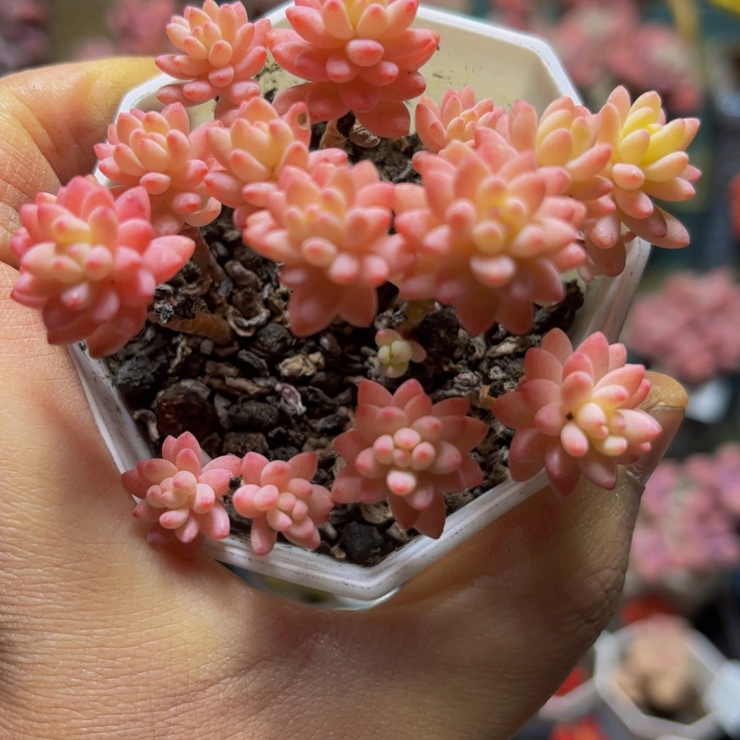 341拼-花团锦7厘米多肉