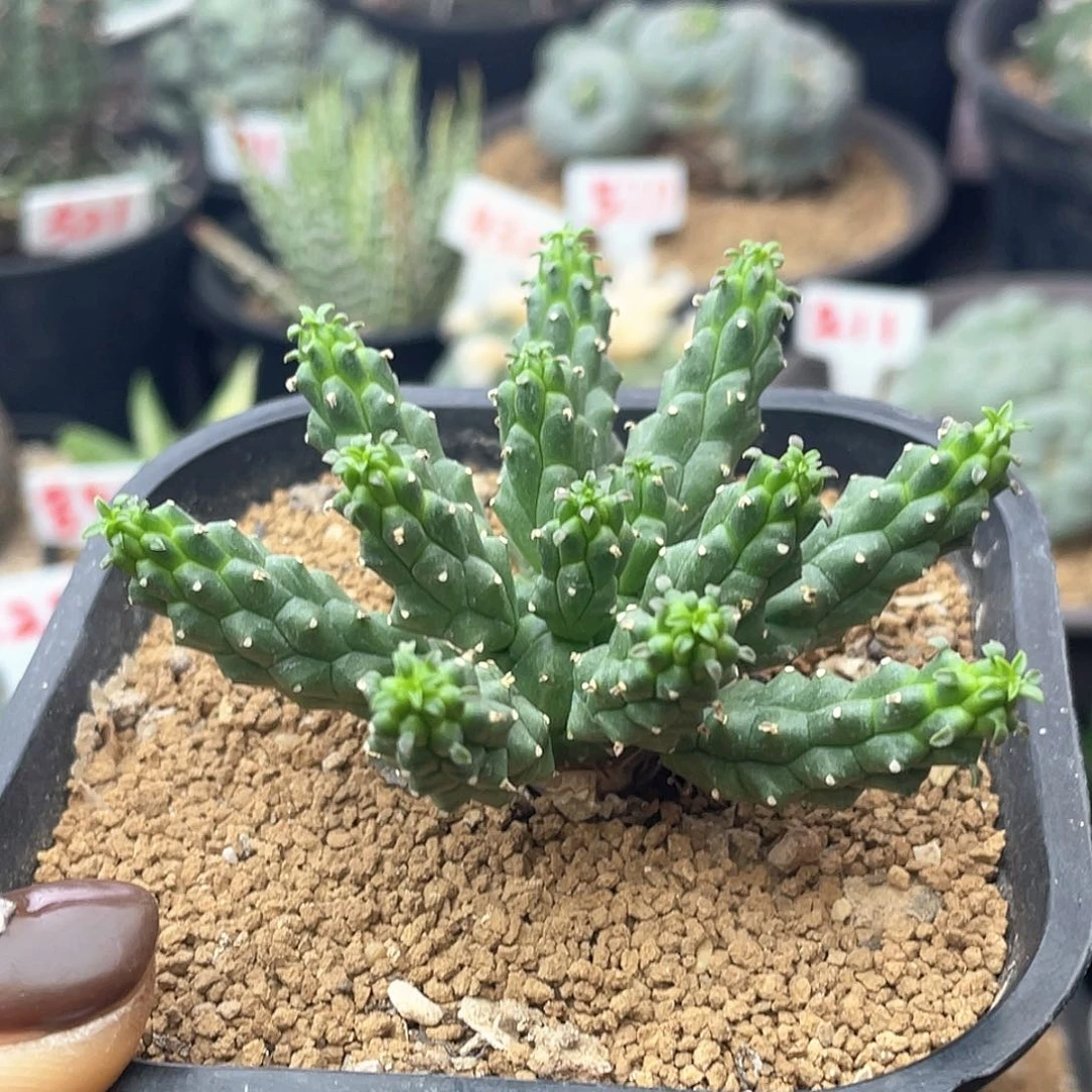 实生块根白花九头龙仙人球