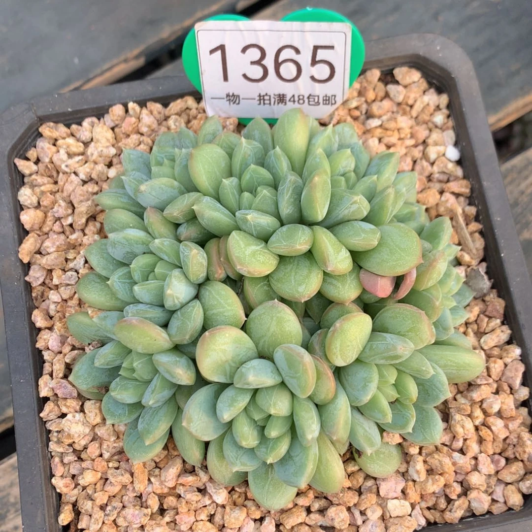 百达翡翠无砍平头1365