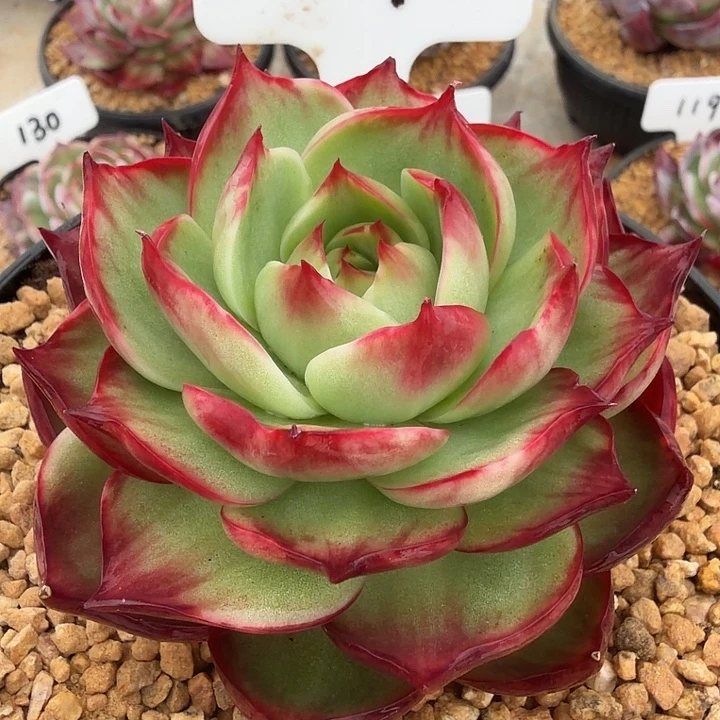 117号惊鸿仙子多肉