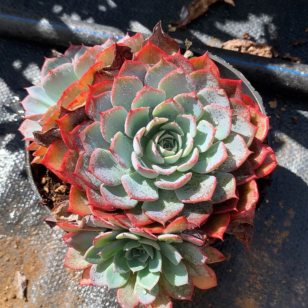 天空之眼一物一拍11-52