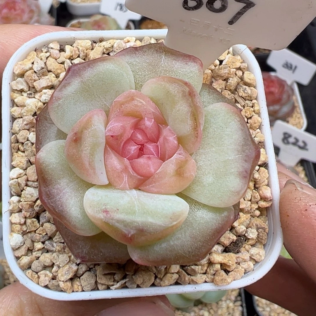 307号星域 晗雨多肉