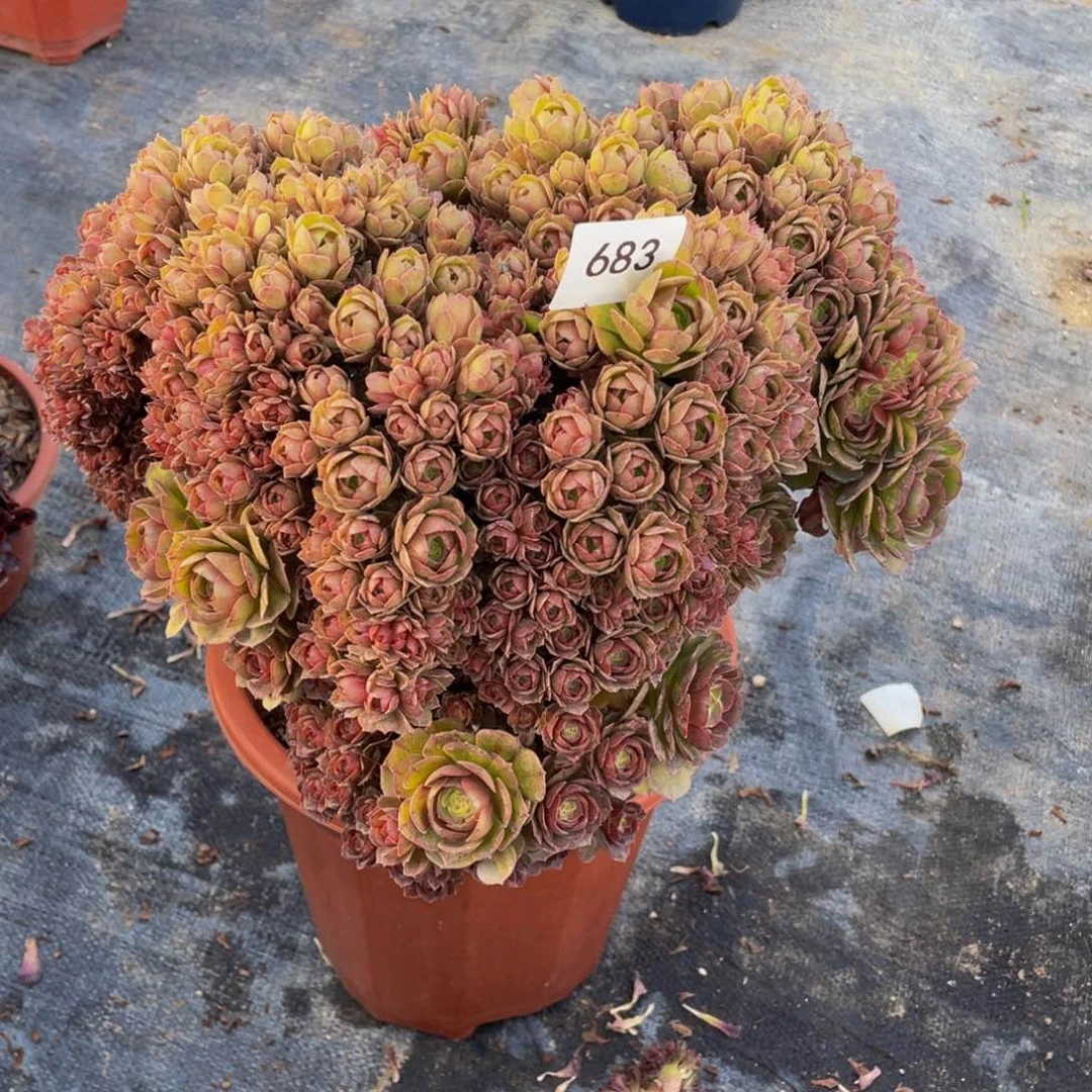 m****o683号万圣节朵朵有伤