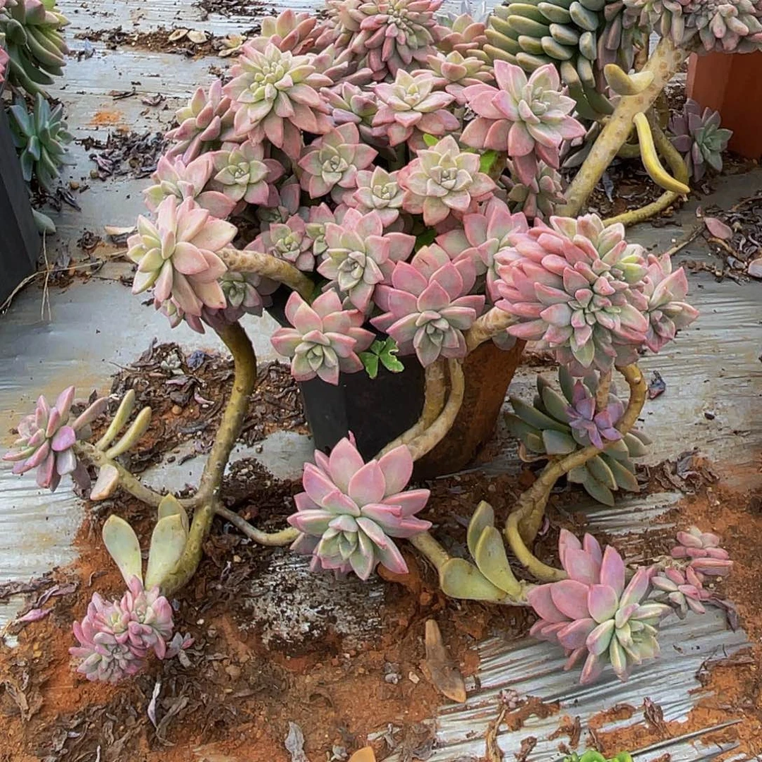 粉色淡雪大飘枝多肉39.8