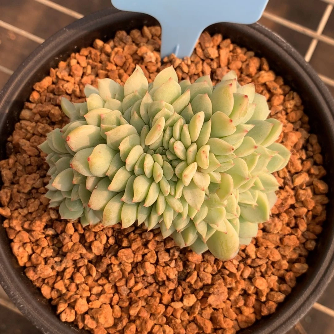 崽***?350313-08静雪缀