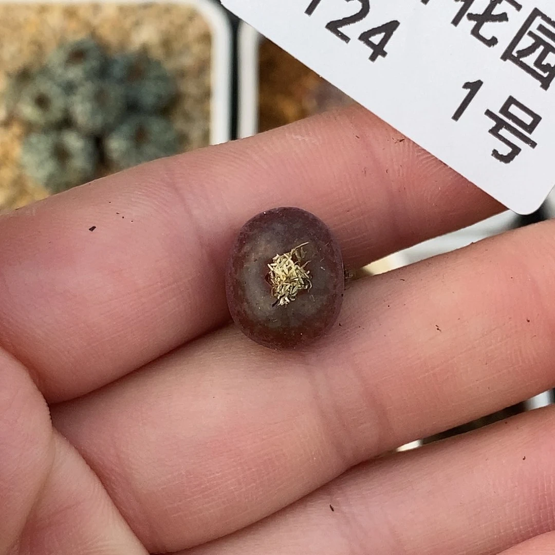 24-1-开播福利杂交。