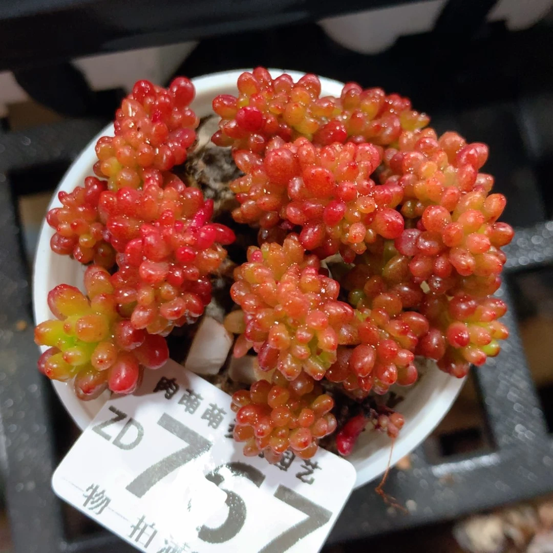 5CM拇指盆精控多肉ZD767