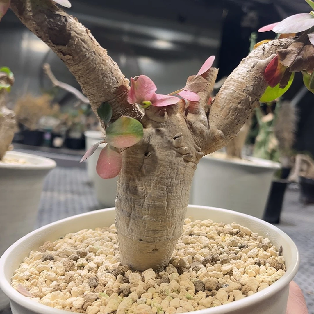 y*111115555566666666