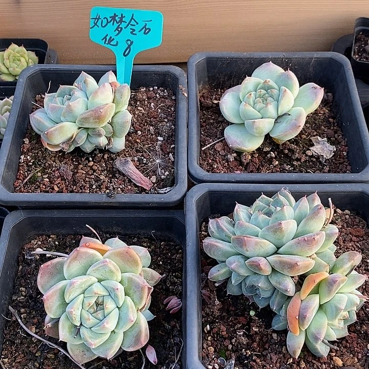 如梦令石化，福利多多