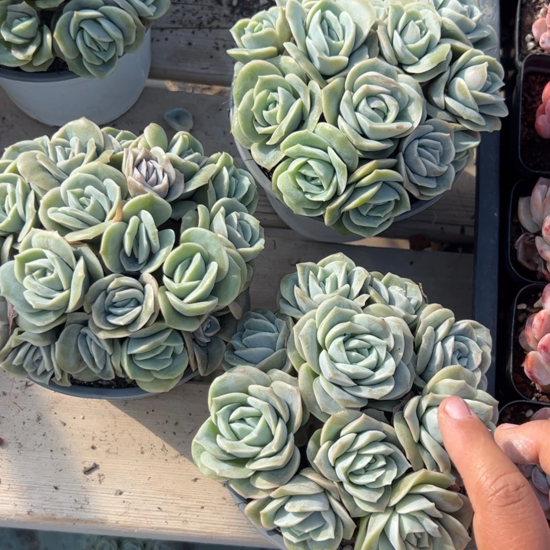 可爱玫瑰多肉植物精品