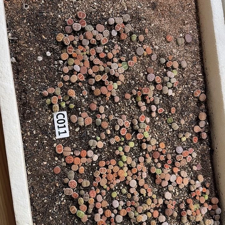 生011石花整框脱土发货不售后