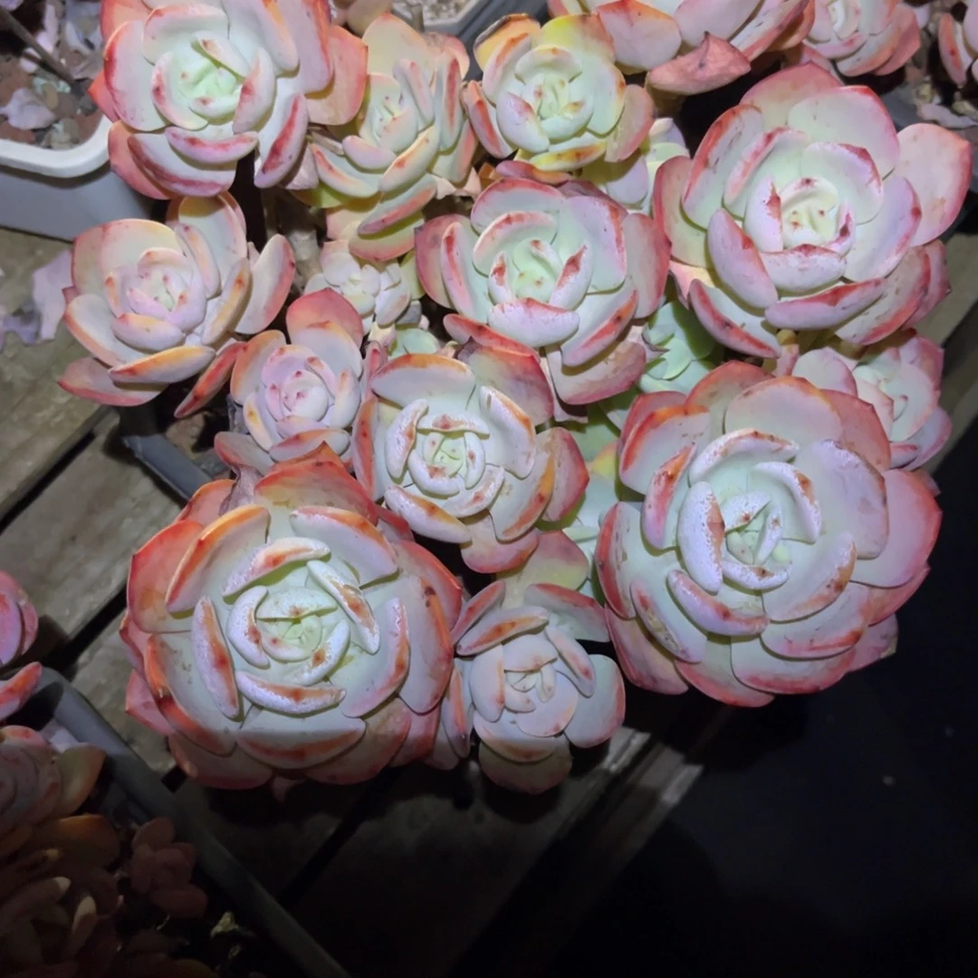 白月光funvyanvlvm