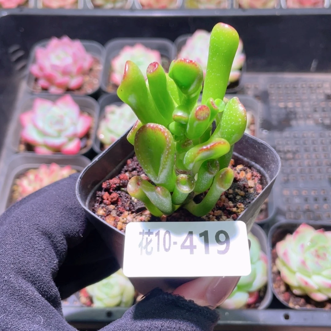 花利美10-419吸财树