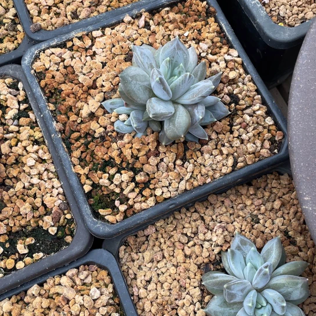 多肉植物的生长发育与