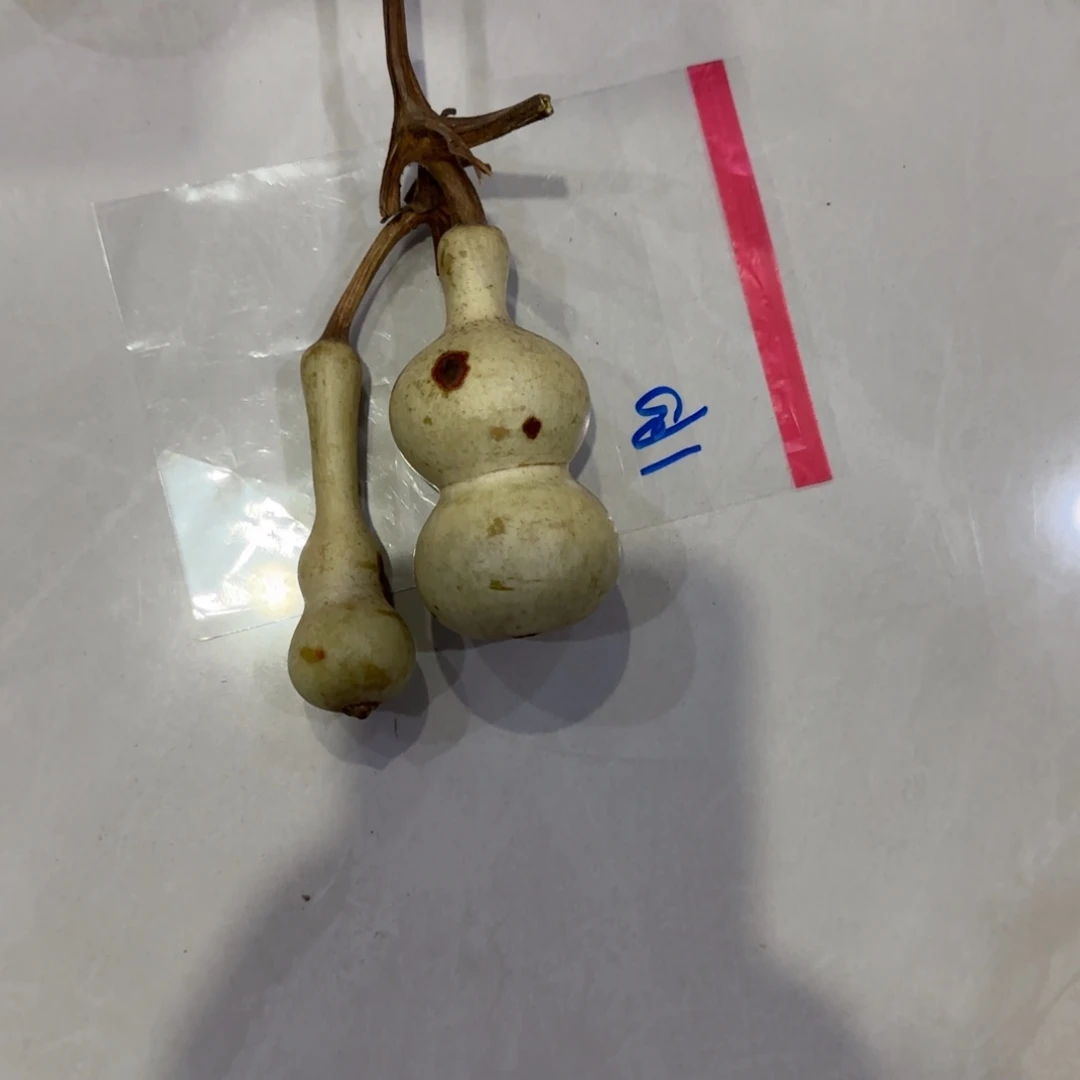 S***y青皮不包成青皮不包成