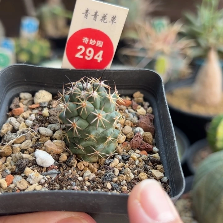 实生带中刺顶花枪骑士2.4cm