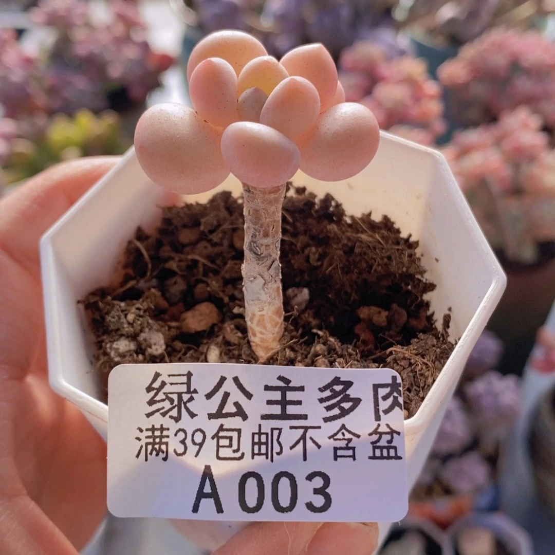 萤火虫单头003多肉植物