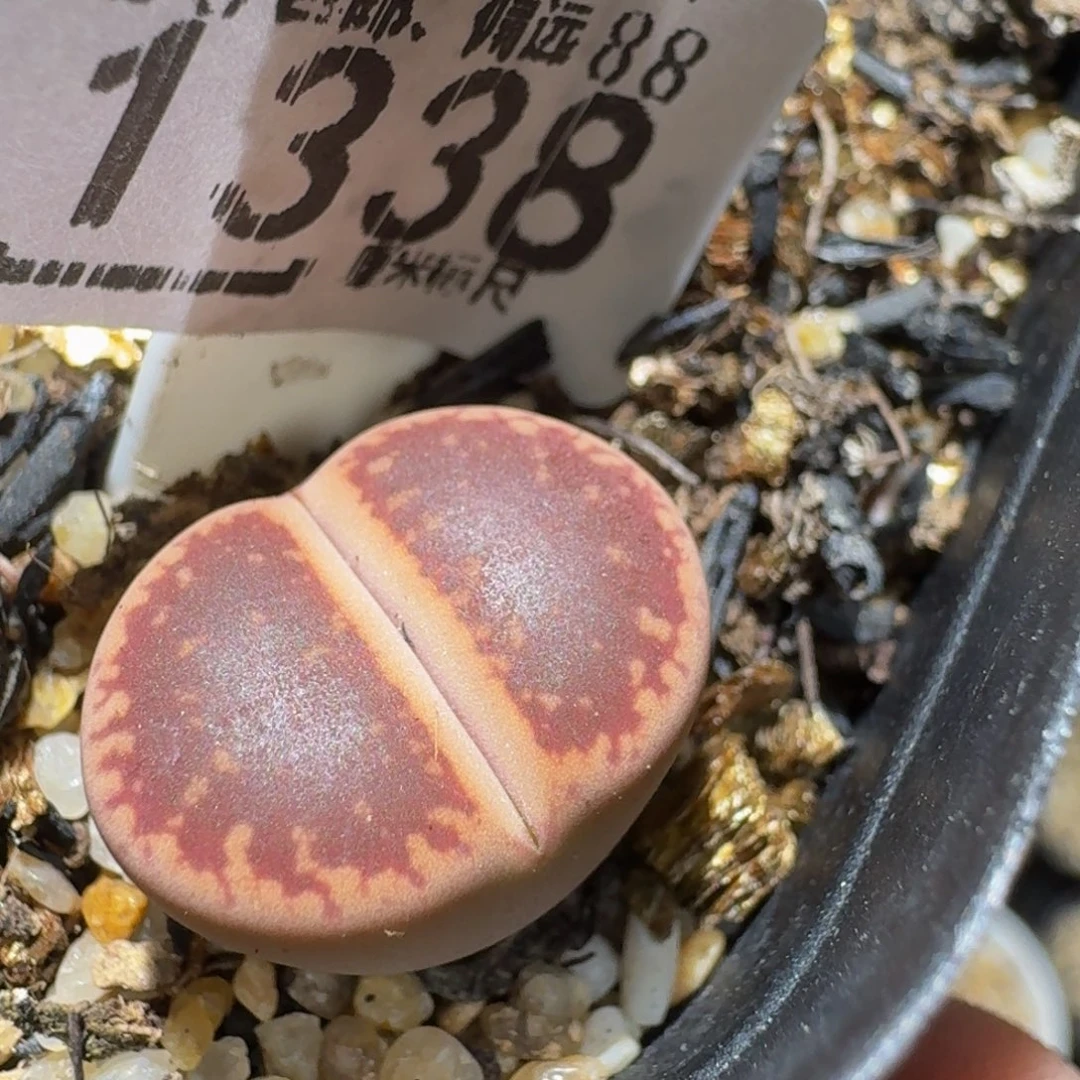 Ssss精品生石花1338