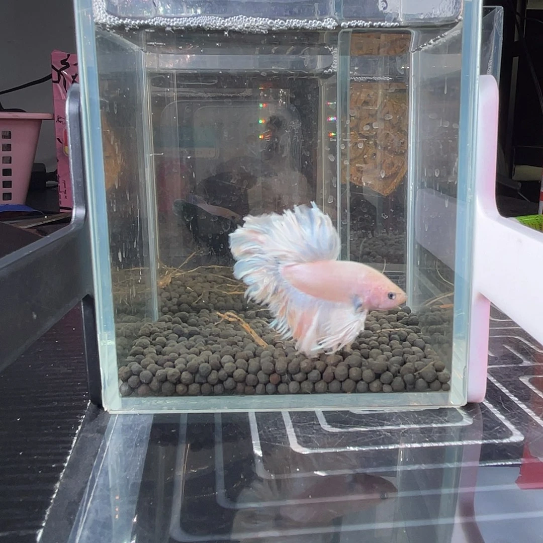 斗鱼24号粉白hmpk公