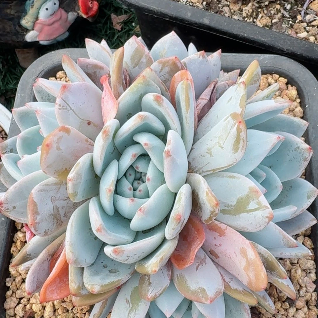 1721一物一拍（满28包邮）