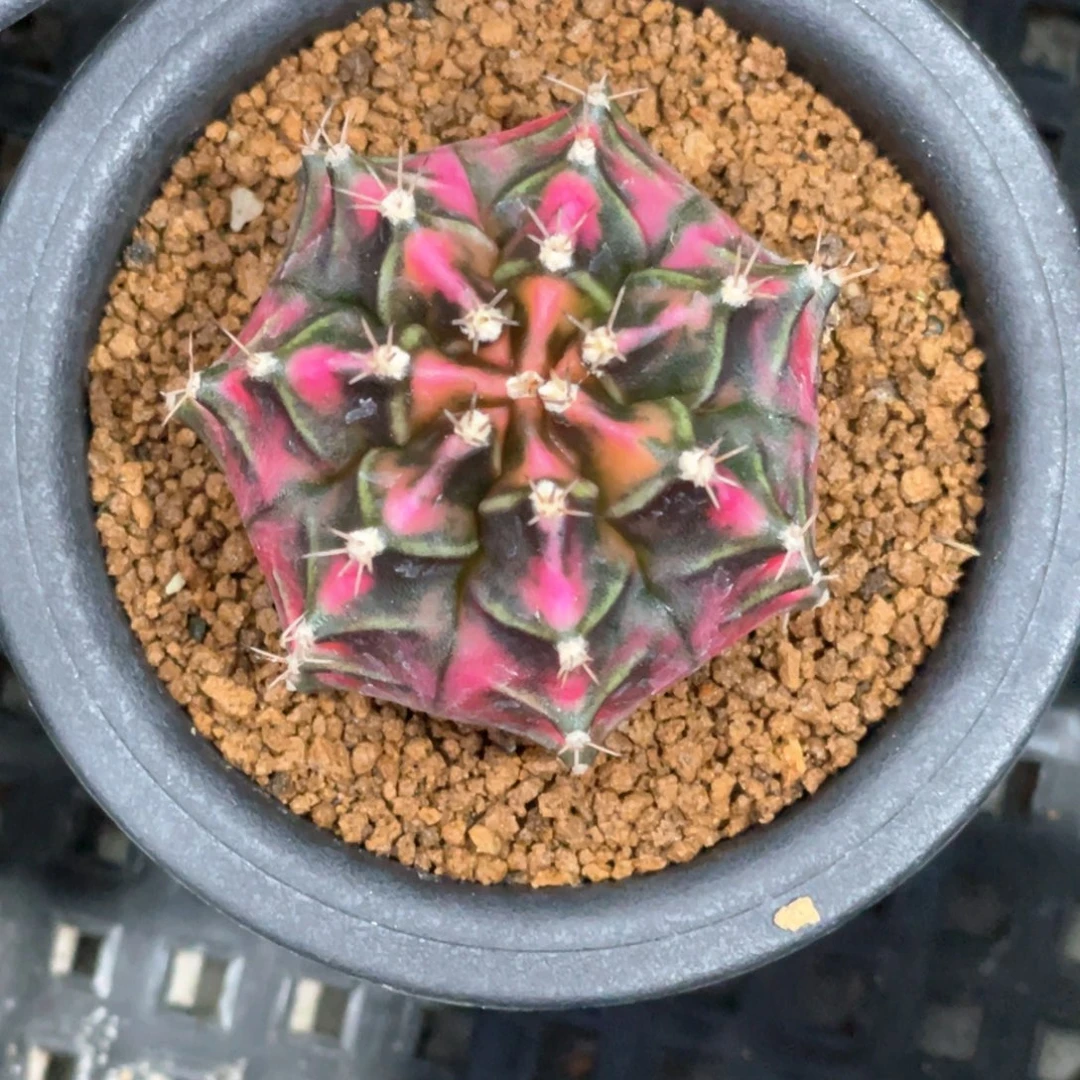 当前无花朵，栽培后可花朵粉狐狸