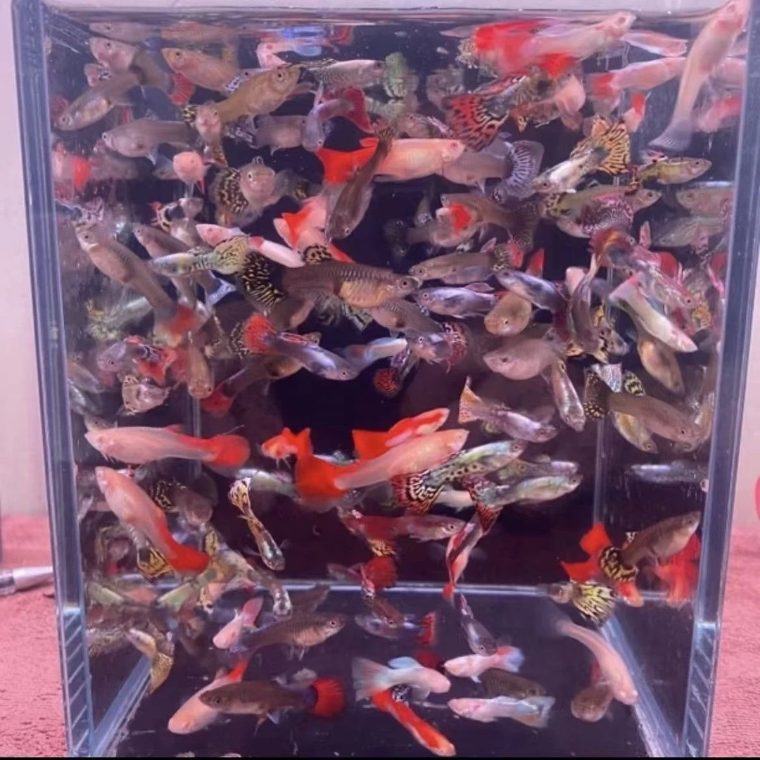 陕西发货杂袍练手小孔雀鱼好养耐活皮实可混养新手连手小鱼冷水鱼