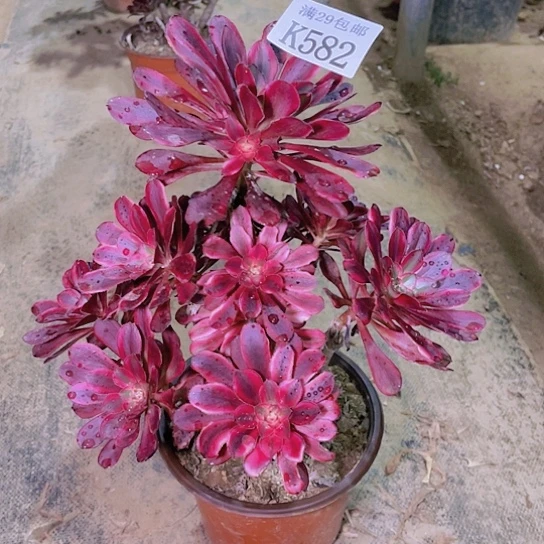 582丽娜多肉植物