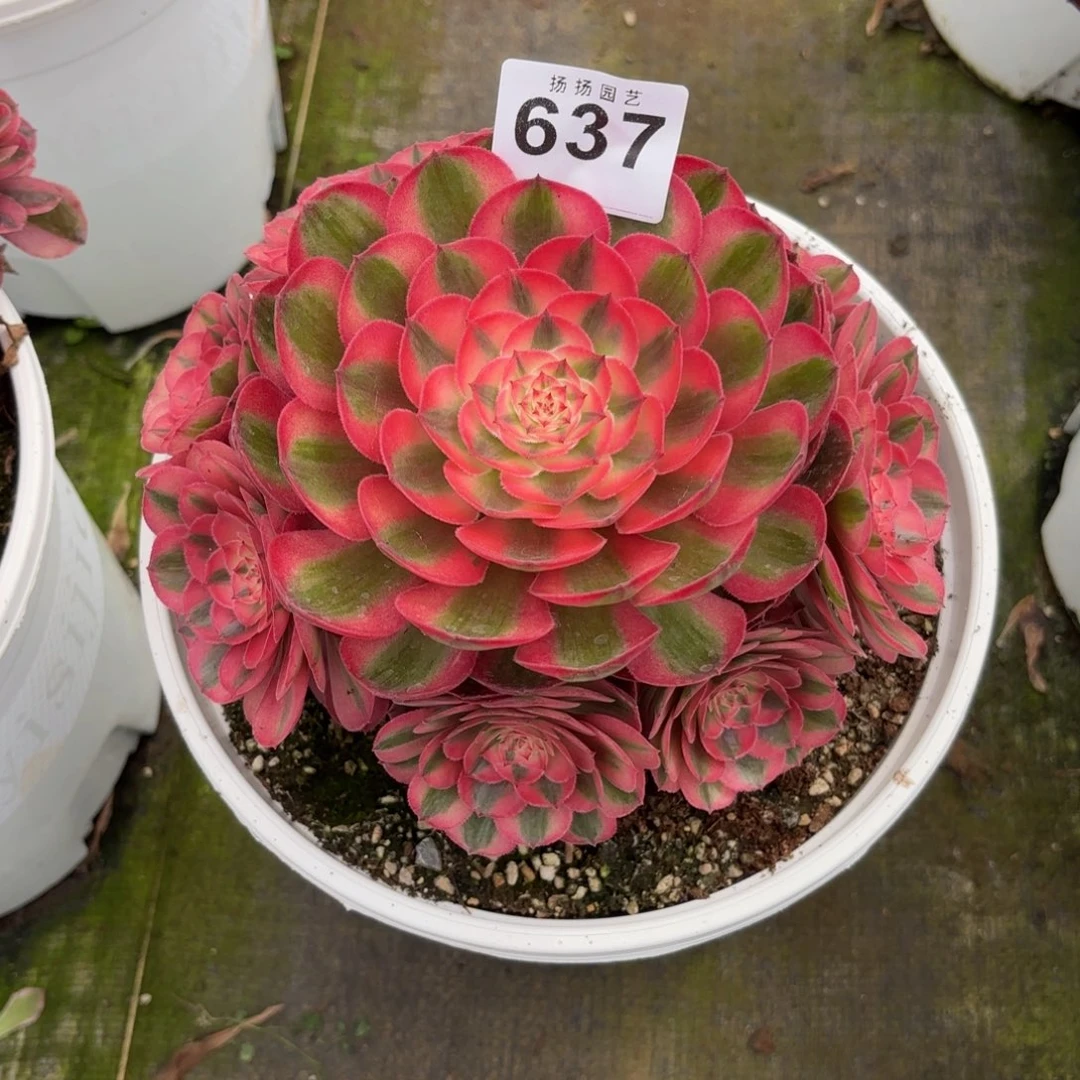 有***姐无花朵637多肉法师寄养