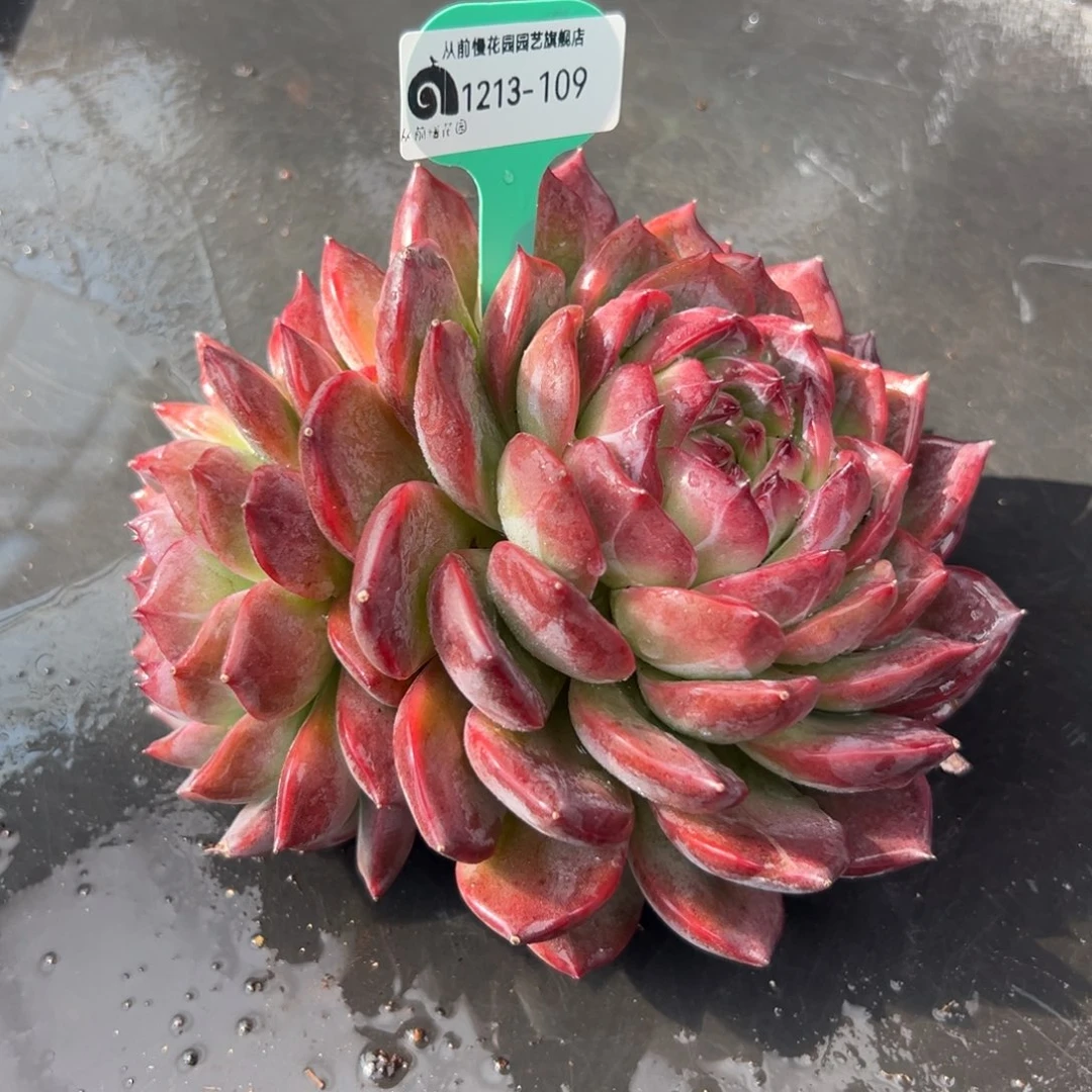 从前慢花园多肉编号1213-109