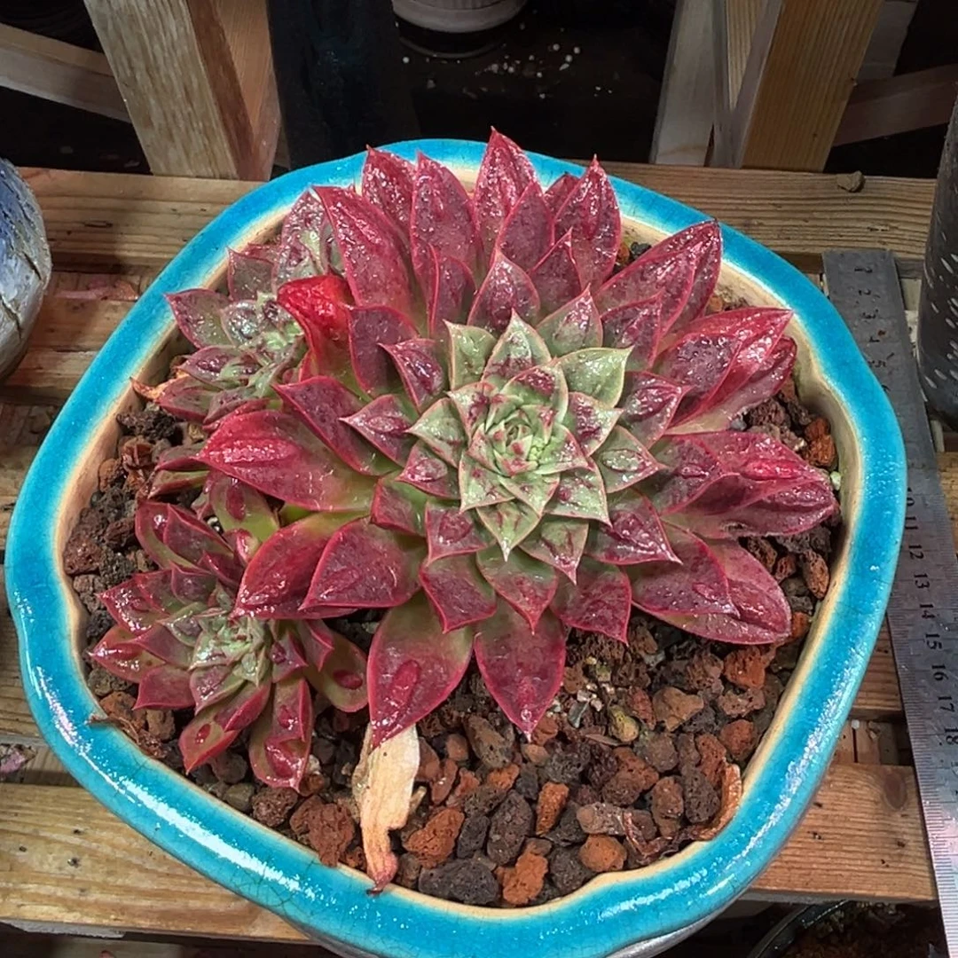 罗西马杂多肉植物guilvnvm