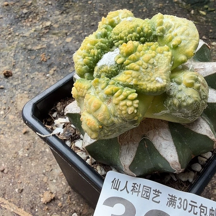 无花朵307榴尤哥怒牡丹锦东三