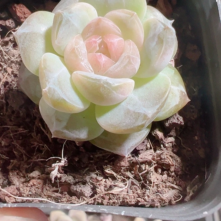 冰魄糖心精品多肉植物