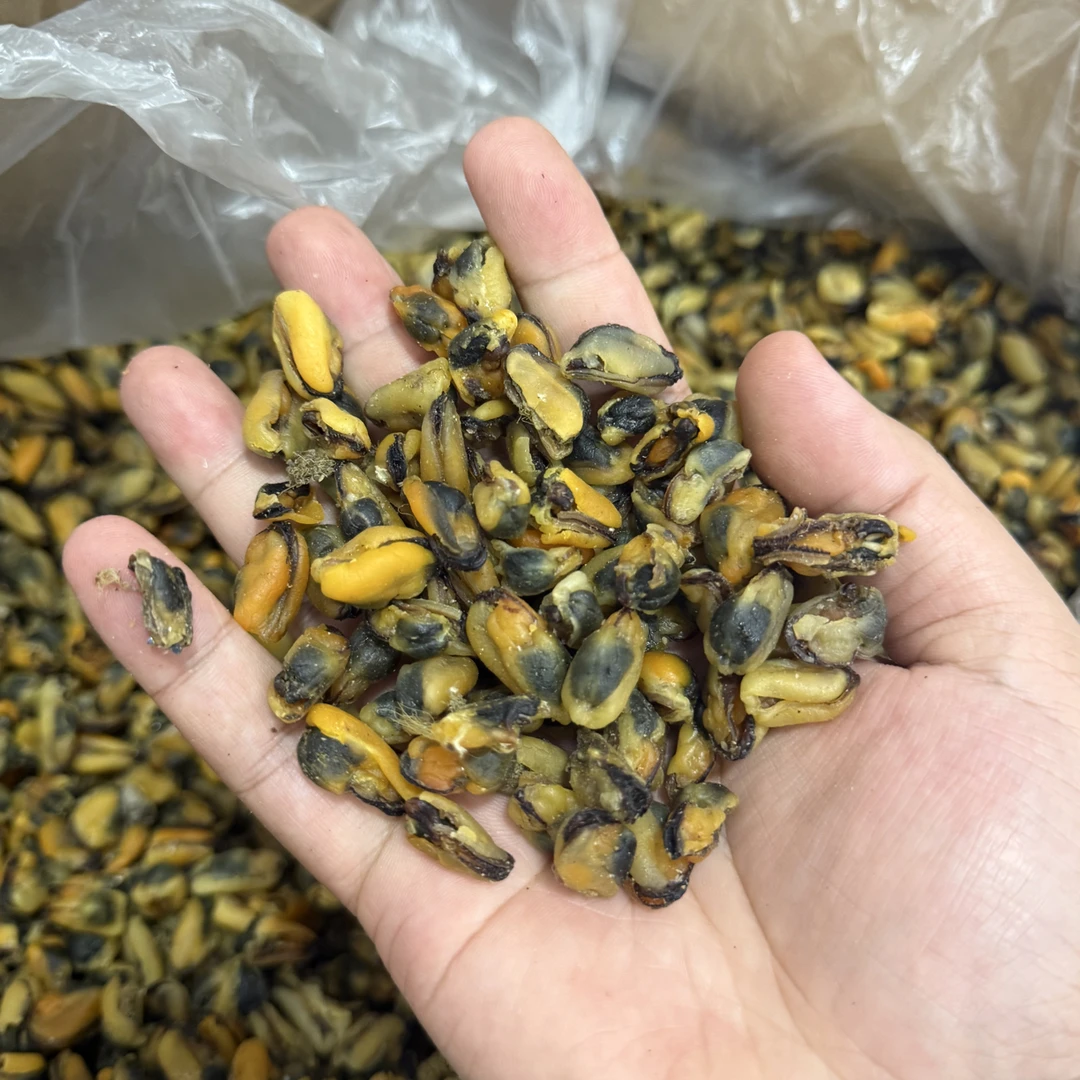 茂名电白小淡菜干 无沙 炒菜 煲汤 青口 海虹肉 250g-500g 包邮