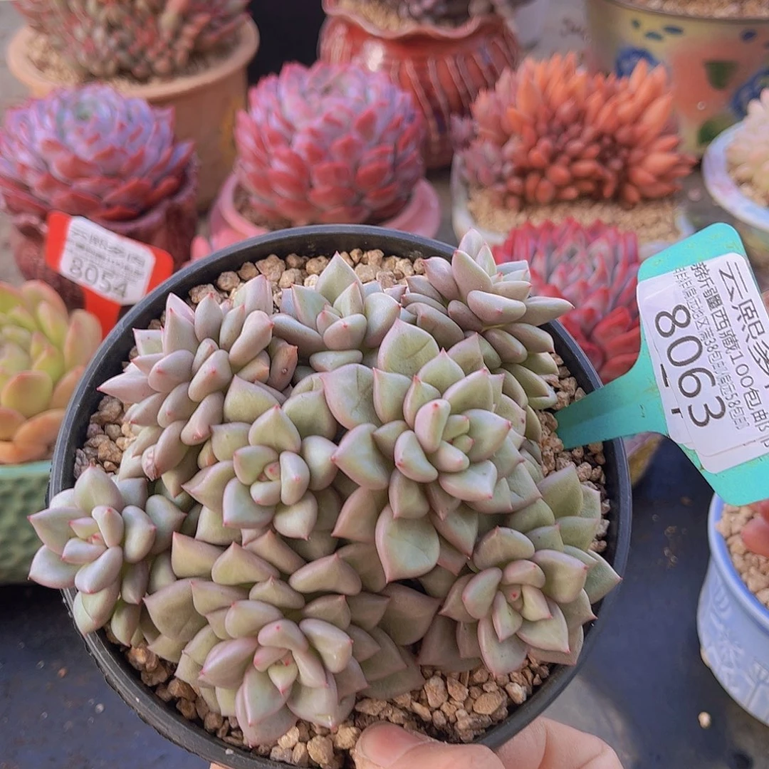 8063黄金象牙。