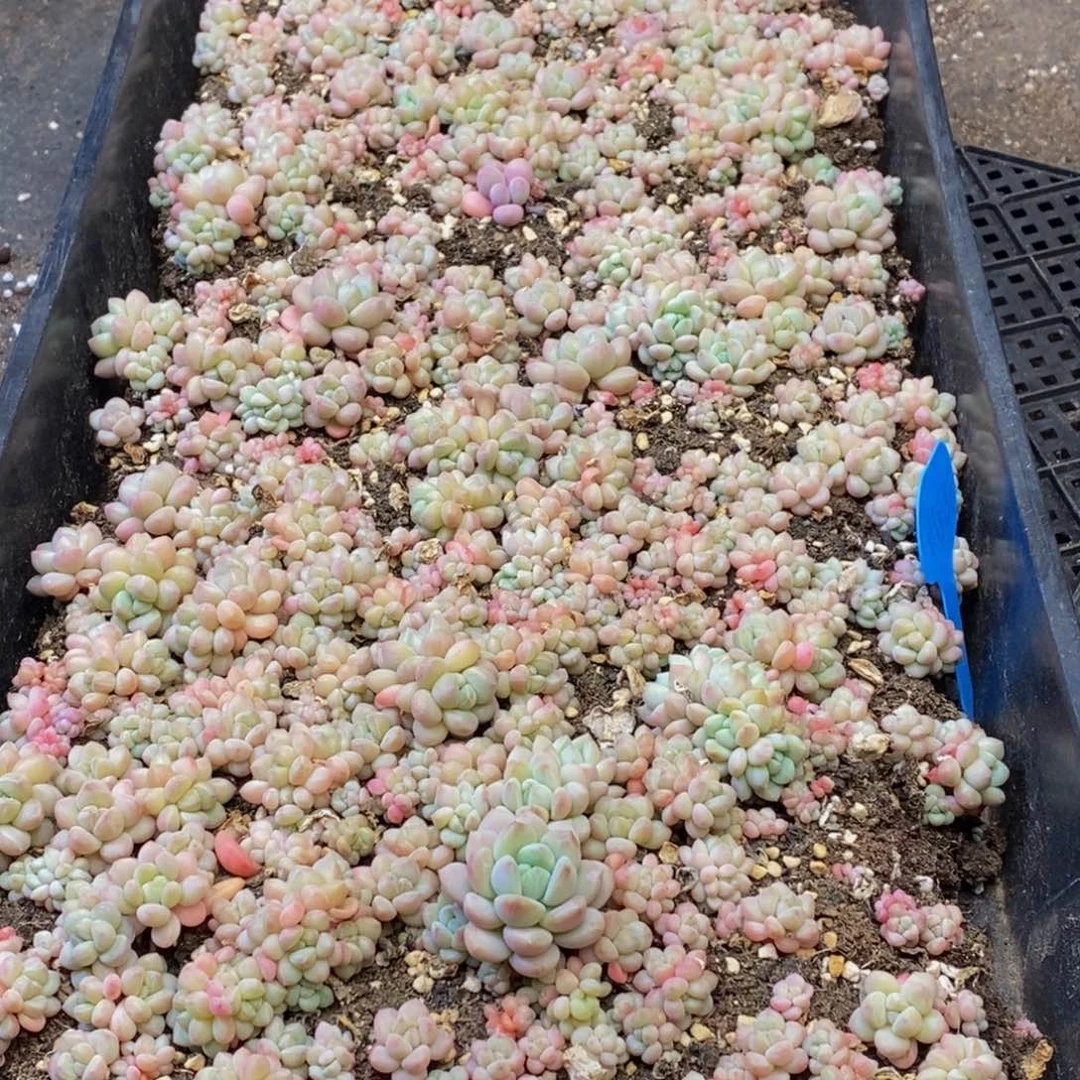 溯148多肉植物保护研究所所长助理研究员和