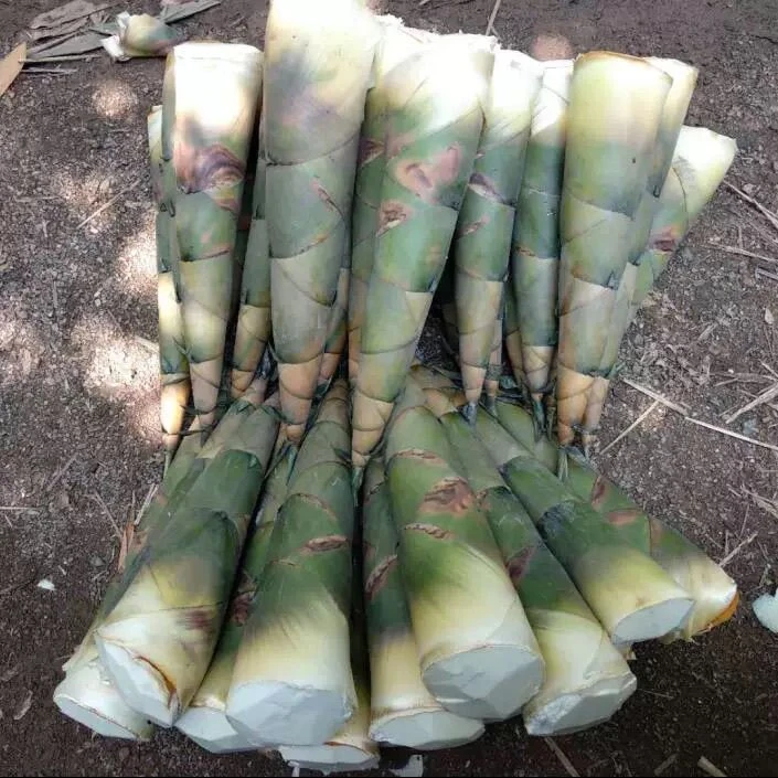 广西苦笋特酸正宗新鲜罐头笋竹笋柳州农家可做酸笋带壳大头麻竹