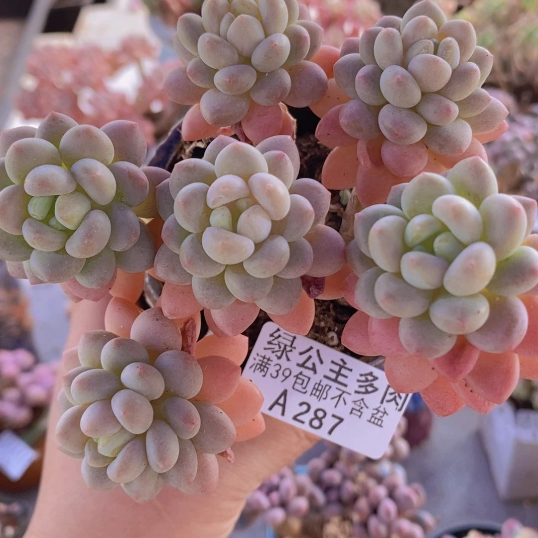 鱼子酱10cm287多肉酱