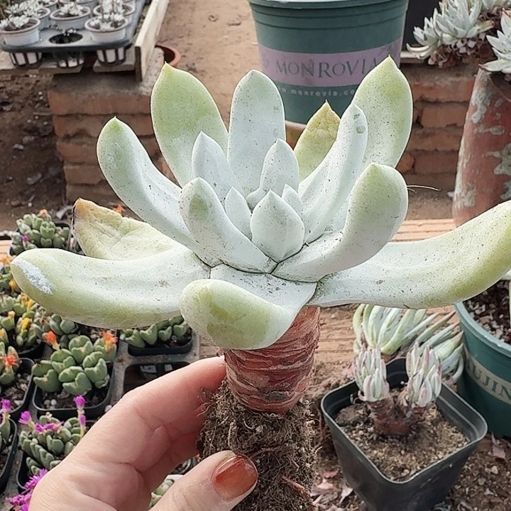 ꧁***꧂多肉植物一物一拍