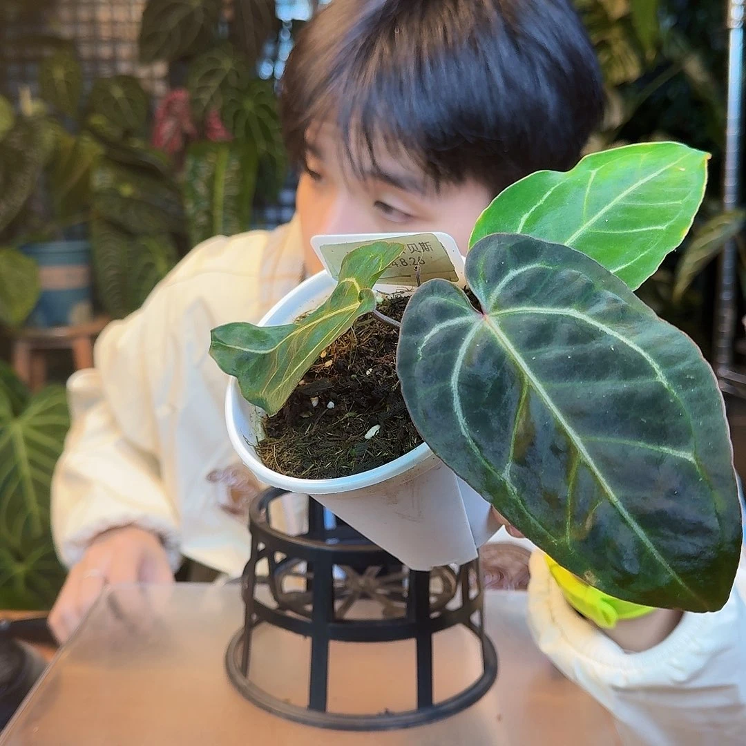 完全开放K164米歇尔杂贝斯