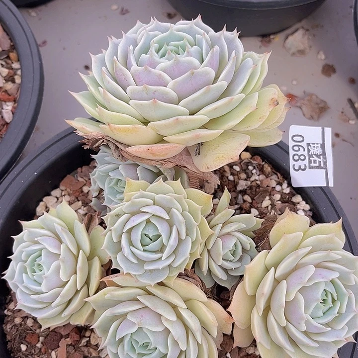 露娜莲0683不包小损