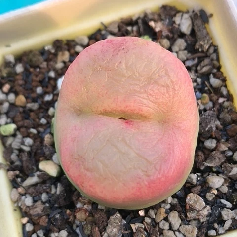 多肉肉锥 3.5Cm 水蜜桃