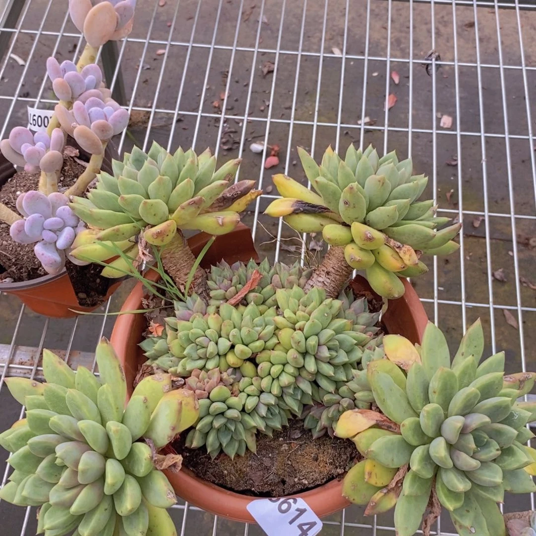 8614象牙老桩一物一拍