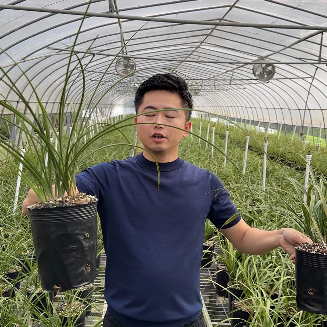 当前无花栽培后可以开花蕙兰大一品五苗➕郑孝荷五苗及以上