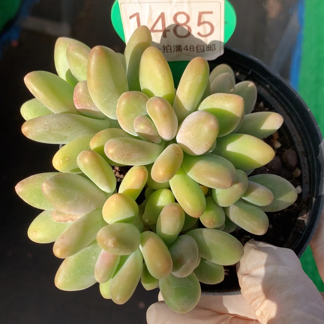 kk美人无砍平头1485