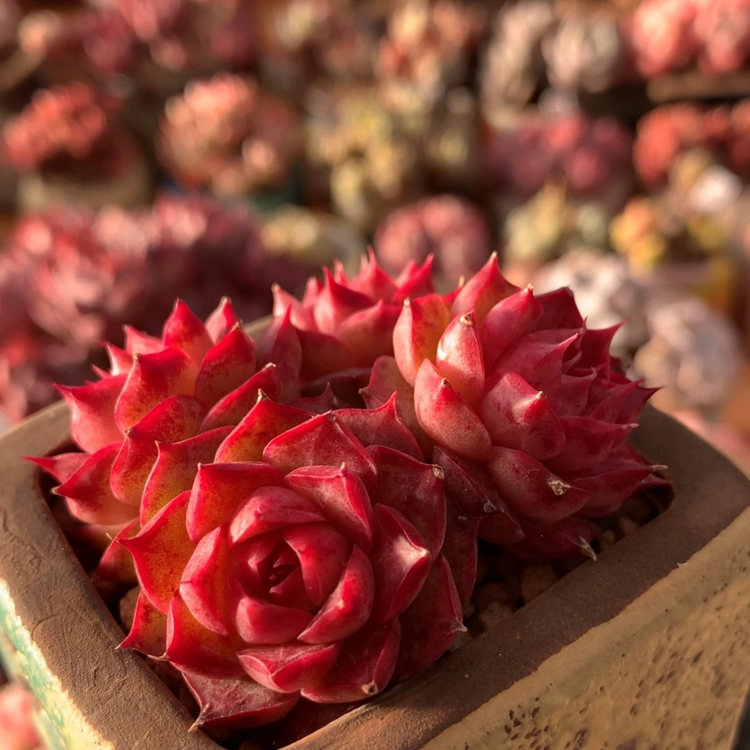 杂交一物一拍 009